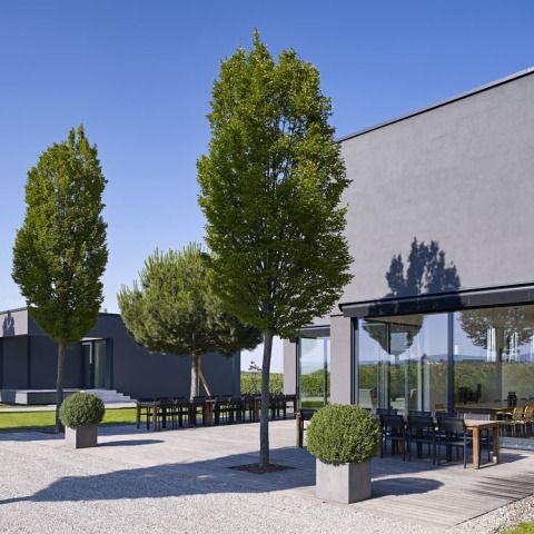 Weingut Schneider, Ellerstadt