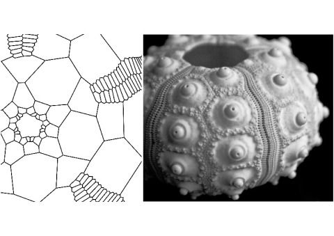 Schematische Darstellung der Plattentopologie beim Seeigel. Das Drei-Platten-Prinzip, auf dem das Schalenskelett der Echinoiden beruht, bildet die bionische Grundlage für die Anordung der Platten im Forschungspavillon.
