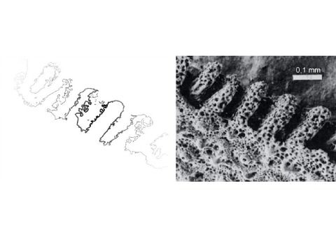 Schematische Darstellung und mikroskopische Aufnahme der beim Sanddollar typischen ß-Stereomprojektionen aus Kalzit, die eines der beiden aus den Echinoiden abgeleiteten bionischen Vorbilder darstellen.
