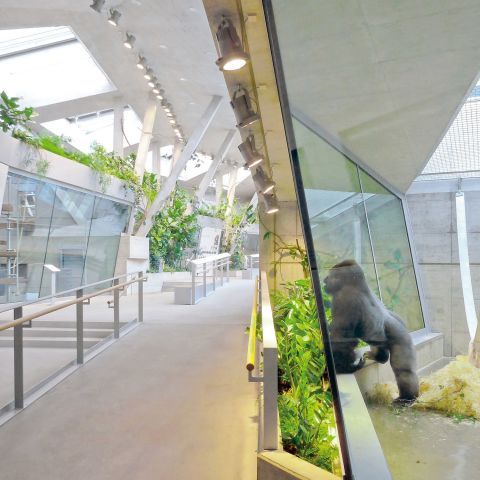 Anlage für afrikanische Menschenaffen Wilhelma Stuttgart