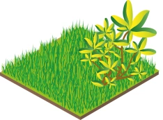 Semi-intensive Vegetation