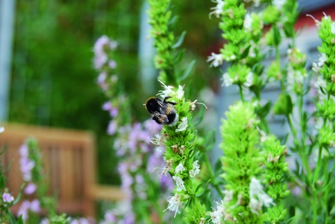 Bienen - gerne und oft gesehene Gäste auf Naturdächern © Optigrün