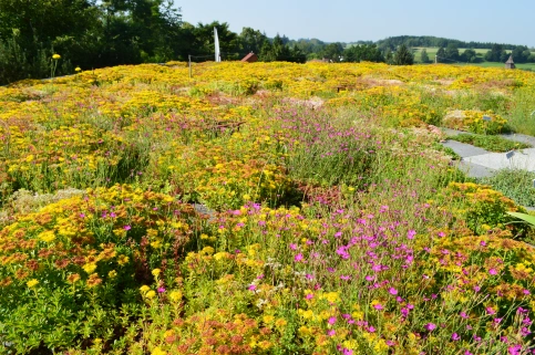 Artenreiche und vielfältige Vegetationen sind das besondere Merkmal bei Naturdächern © Optigrün