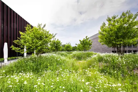 Campus Sparkasse - Bremen – © Optigrün