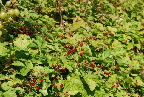 Dachbegrünung und gleichzeitig Nutzgarten - die Vegetation bei Urban Gardening ist sehr facettenreich. – © Optigrün