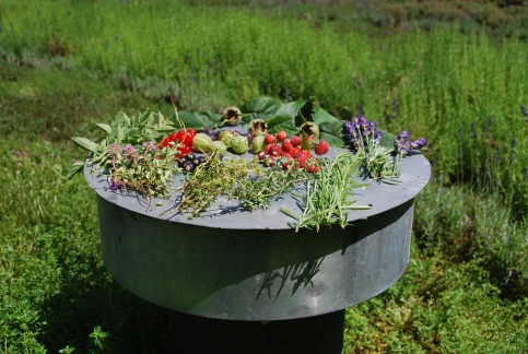 Dachbegrünung und gleichzeitig Nutzgarten - die Vegetation bei Urban Gardening ist sehr facettenreich. – © Optigrün