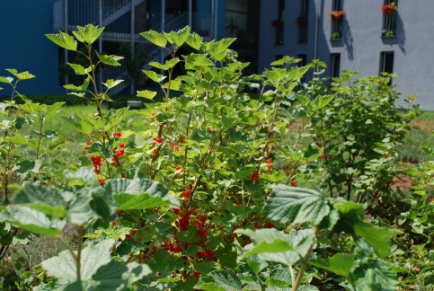 Dachbegrünung und gleichzeitig Nutzgarten - die Vegetation bei Urban Gardening ist sehr facettenreich. – © Optigrün