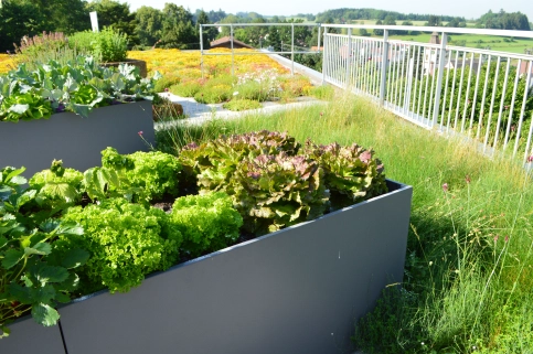 Dachbegrünung und gleichzeitig Nutzgarten - die Vegetation bei Urban Gardening ist sehr facettenreich. – © Optigrün