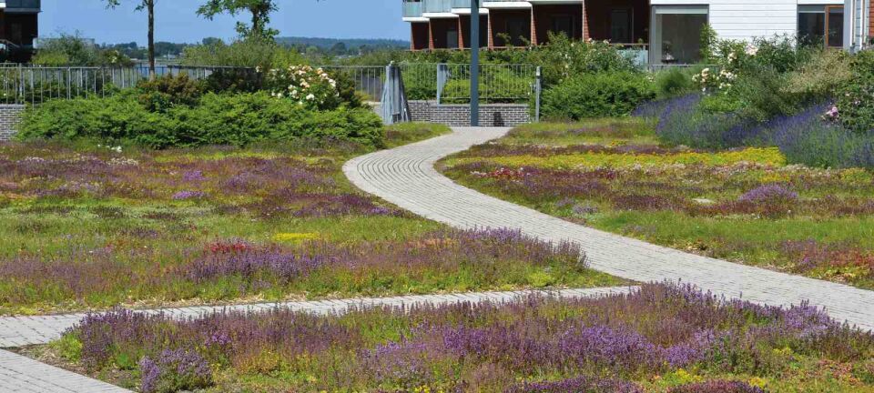 ZinCo Systemaufbau „Lavendelheide