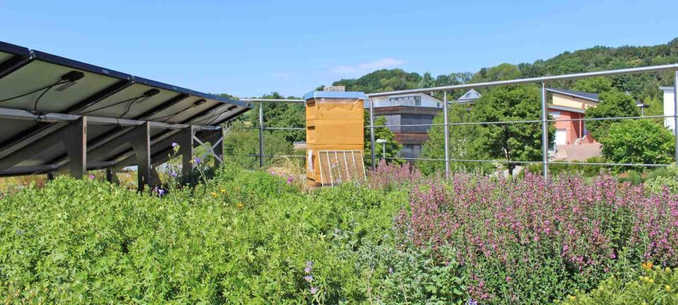 ZinCo Systemaufbau „Bienenweide”