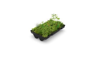 Dachbegrünung GreenPlus Premium als Einzelwanne