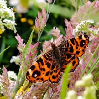 Vegetationsmatte Bees & Butterflies für Dachbegrünungen