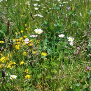 Wildblumenmatte für Dachbegrünungen