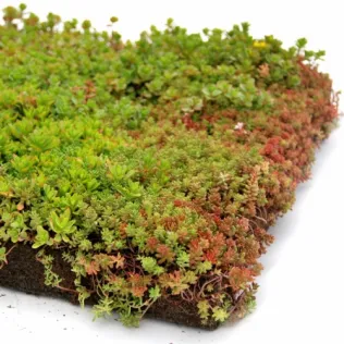 Place 'n go Sedum-Kassette für Dachbegrünungen