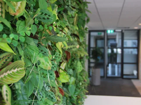 SemperGreenwall Indoor