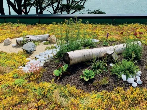 Biodiversitätspaket für Dachbegrünungen