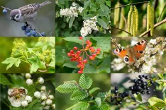 ECO Mischung aus einheimischem Liguster, Feldahorn, Weißdorn, Hainbuche, Schlehe, Schneeball und Hasel