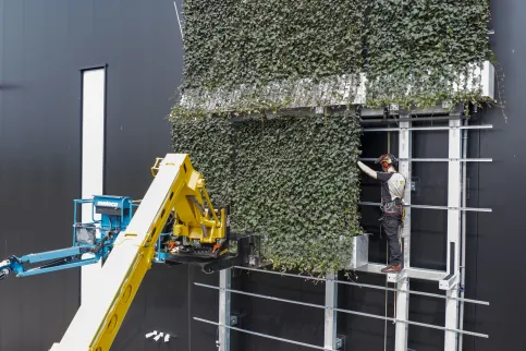 WallPlanter besteht aus speziellen Pflanzgefäßen, in die vollständig entwickelte Fertighecken gepflanzt werden.