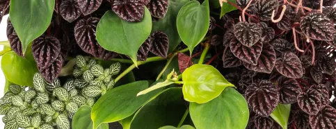 Schumi-Red-Mix, bestehend aus Nephrolepis Duffy, Peperomia Schumi Red und Fittonia Bianco Verde.
