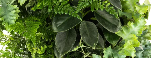 Lemon-Surprise-Mix, bestehend aus Phlebodium Davana, Asplenium parvati, Scindapsus pictus, Philodendron Green Princess und Philodendron scandens.