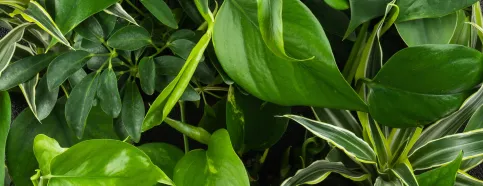 Blue-Lagoon-Mix bestehend aus Epipremnum Aureum, Asplenium Nidus, Dracaena Lemon Surprise, Schefflera Arboricola und Philodendron Scandens.