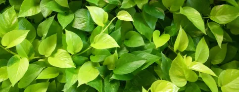 Epipremnum Aureum gehört zu den Top 10 der luftreinigenden Pflanzen, hat schöne grüne Blätter und ist leicht zu pflegen.
