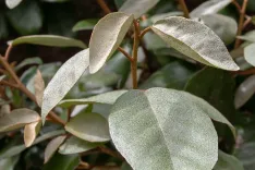 Elaeagnus ebbingei (Ölweide)