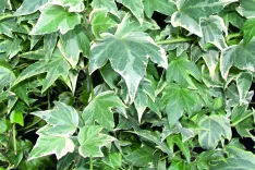 Hedera helix Glacier