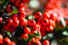 Pyracantha coccinea Dart´s Red