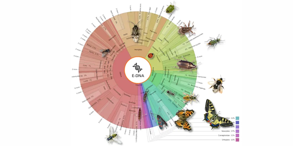 Der auf E-DNA basierende DNA InsectScan gibt Aufschluss über die Artenvielfalt und die Verbreitung von Insektenarten und liefert Daten über die Wirksamkeit von begrünten Fassaden und Dächern auf die Artenvielfalt.
