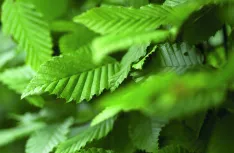 Carpinus betulus