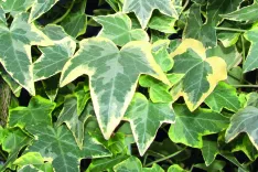 Hedera Helix Goldchild (Gelbbunter Efeu)