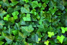 Hedera Helix Woerner (Efeu Woerner)