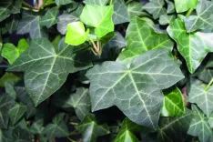 Hedera Hibernica (Großblättriger Irischer Efeu)