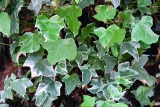 Hedera Helix Glacier (Weißgrüner Efeu)
