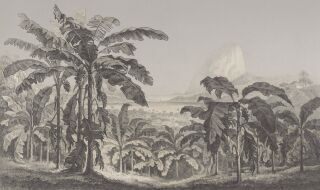 AP Digitaldruck Vinyltapete BANANA PLANTS I